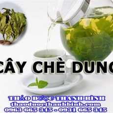 Cửa hàng bán cây chè dung tại Bắc Giang giúp trị đau dạ dày hiệu quả