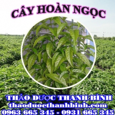 Cửa hàng bán cây hoàn ngọc tại Điện Biên giúp điều trị rối loạn dạ dày chống cảm cúm