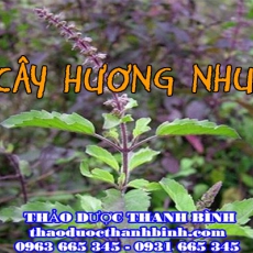 Cửa hàng bán cây hương nhu tại Đồng Nai giúp chữa cảm sốt tốt nhất