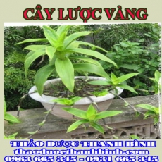 Cửa hàng bán cây lược vàng tại Điện Biên giúp điều trị bệnh tiểu đường kháng viêm an thần