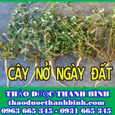 Cửa hàng bán cây nở ngày đất tại Cà Mau hỗ trợ trị bệnh gout tốt nhất