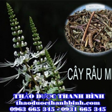 Cửa hàng bán cây râu mèo tại Cà Mau giúp trị bệnh thận tốt nhất