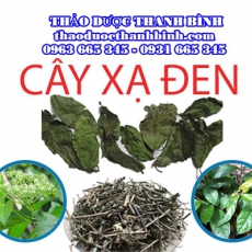 Cửa hàng bán cây xạ đen tại Bình Định giúp điều trị ung thư, u bướu hiệu quả