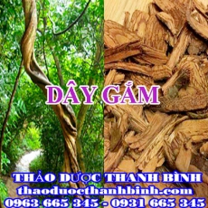 Cửa hàng bán dây gắm tại Đà Nẵng giúp trị sốt rét rắn cắn gout