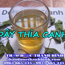 Cửa hàng bán dây thìa canh tại Bắc Kạn giúp trị đái tháo đường