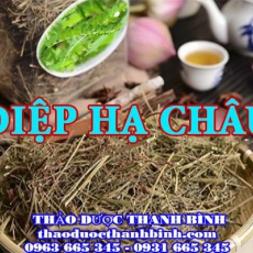 Cửa hàng bán diệp hạ châu tại Bến Tre giúp thanh nhiệt giải độc tốt nhất