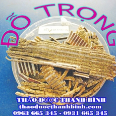 Cửa hàng bán đỗ trọng tại Cần Thơ giúp chữa đau lưng tốt nhất