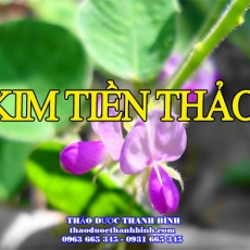 Cửa hàng bán kim tiền thảo tại Bà Rịa - Vũng Tàu giúp chữa sỏi thận sỏi mật