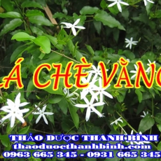 Cửa hàng bán lá chè vằng tại An Giang giúp lợi sữa giảm cân