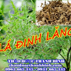 Cửa hàng bán lá đinh lăng tại Cà Mau giúp chữa suy nhược cơ thể tốt nhất