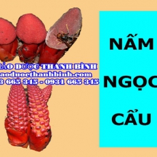 Cửa hàng bán nấm ngọc cẩu tại Cần Thơ giúp chữa liệt dương tốt nhất