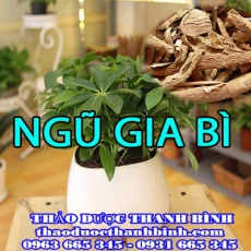 Cửa hàng bán ngũ gia bì tại Bắc Ninh có tác dụng an thần tốt nhất