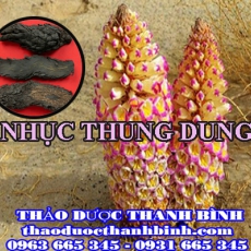 Cửa hàng bán nhục thung dung tại Cao Bằng giúp bổ thận tráng dương