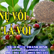 Cửa hàng bán nụ vối lá vối tại Bình Phước giúp kích thích tiêu hóa tốt nhất