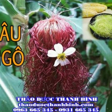 Cửa hàng bán râu ngô tại Bến Tre giúp thanh nhiệt giải độc tốt nhất