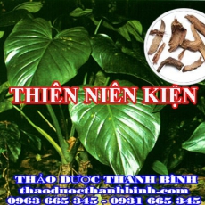 Cửa hàng bán thiên niên kiện tại Bình Thuận hỗ trợ điều trị thoái hóa xương khớp gai cột sống