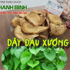 Dây đau xương [Hình ảnh, công dụng, cách dùng] Mua ở đâu chất lượng tốt nhất?