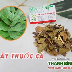Dây thuốc cá [Hình ảnh, công dụng, cách dùng] Mua ở đâu chất lượng tốt nhất?