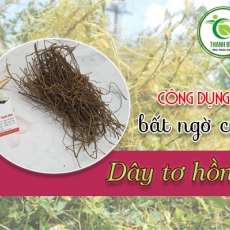 Dây tơ hồng [Hình ảnh, công dụng, cách dùng] Mua ở đâu chất lượng tốt nhất?