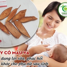 Địa chỉ bán cây cỏ máu có tác dụng giúp giảm đau đầu hiệu quả nhất