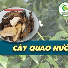 Địa chỉ bán cây quao nước có tác dụng hạ sốt hiệu quả nhất