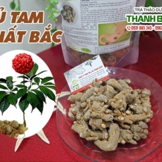 Địa chỉ bán củ tam thất bắc có tác dụng giúp hạn chế di căn các tế bào ung thư hiệu quả