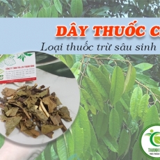 Địa chỉ bán dây thuốc cá có tác dụng tiêu diệt sâu bọ
