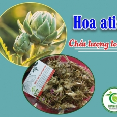 Địa chỉ bán hoa atiso có tác dụng giúp thải độc cơ thể hiệu quả nhất