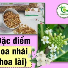 Địa chỉ bán hoa nhài có tác dụng giúp giảm cân hiệu quả nhất