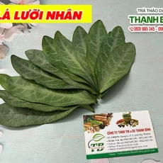Địa chỉ bán lá lưỡi nhân có tác dụng ngăn ngừa chứng viêm phế quản hiệu quả nhất