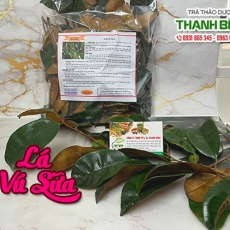 Địa chỉ bán lá vú sữa có tác dụng làm giảm nguy cơ mắc ung thư hiệu quả nhất