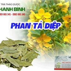 Địa chỉ bán phan tả diệp có tác dụng hỗ trợ điều trị ung thư gan