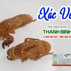 Địa chỉ bán xác ve có tác dụng giảm triệu chứng đau đầu chóng mặt