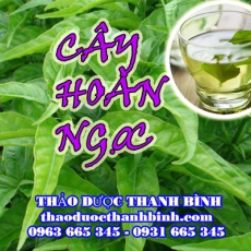 Địa chỉ công ty bán cây hoàn ngọc (cây con khỉ) tại Điện Biên gần nhất