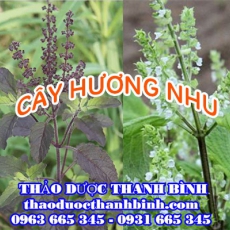 Địa chỉ công ty bán cây hương nhu tại Đồng Nai gần nhất