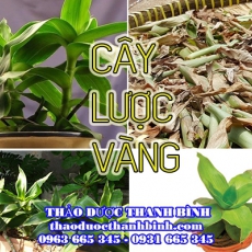 Địa chỉ công ty bán cây lược vàng tại Điện Biên gần nhất