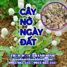 Địa chỉ công ty bán cây nở ngày đất  tại Cà Mau gần nhất