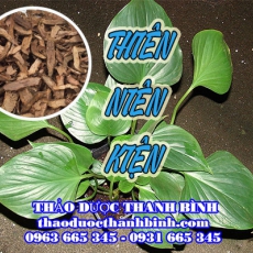 Địa chỉ công ty bán cây thiên niên kiện tại Bình Thuận gần nhất