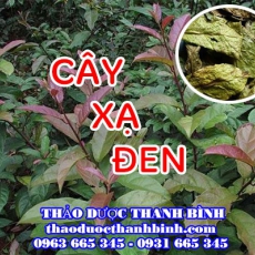 Địa chỉ công ty bán cây xạ đen tại Bình Định gần nhất