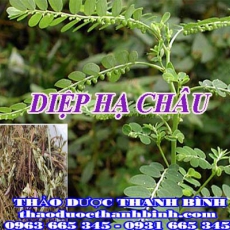 Địa chỉ công ty bán diệp hạ châu tại Bến Tre gần nhất