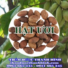 Địa chỉ công ty bán hạt ươi tại Bắc Kạn gần nhất