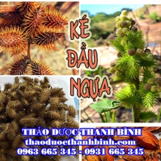 Địa chỉ công ty bán ké đầu ngựa tại Điện Biên gần nhất