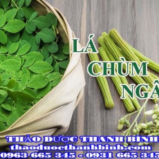 Địa chỉ công ty bán lá chùm ngây tại Bà Rịa - Vũng Tàu gần nhất