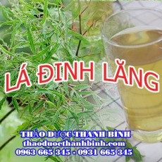 Địa chỉ công ty bán lá đinh lăng tại Cà Mau gần nhất