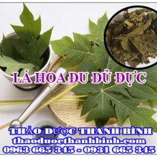 Địa chỉ công ty bán lá hoa đu đủ đực tại Bình Định gần nhất