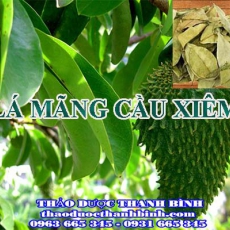 Địa chỉ công ty bán lá mãng cầu xiêm tại Bạc Liêu gần nhất