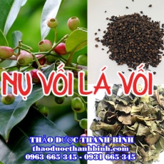 Địa chỉ công ty bán nụ vối, lá vối tại Bình Phước gần nhất