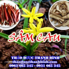 Địa chỉ công ty bán sâm cau (tiên mao) tại Điện Biên gần nhất