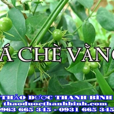 Địa chỉ mua lá chè vằng tại An Giang giá tốt nhất