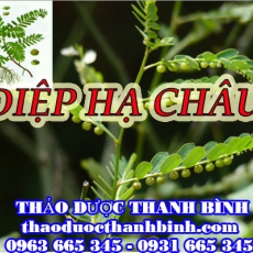 Địa chỉ mua bán diệp hạ châu tại Bến Tre uy tín chất lượng